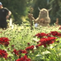 У Києві на Співочому полі відкрили виставку хризантем "Магічний сад"