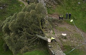 У Британії вандали спиляли "дерево Робін Гуда" (фото)
