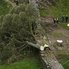 У Британії вандали спиляли "дерево Робін Гуда" (фото)