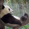 Китай забере всіх панд з американських зоопарків