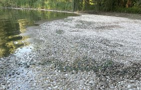 Екологічна катастрофа на Вінничині: спостерігається масовий мор риби