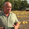 На Черкащині завершується сезон збору гарбузів