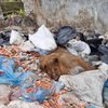 На території заводу на Рівненщині виявили тіло мертвого лева (фото 18+)