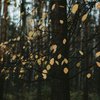 9 жовтня: яке церковне свято та що не можна робити 