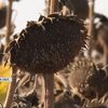 На Черкащині зібрали врожай соняшника