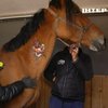 На Дніпропетровщині відкрили перший стаціонар для коней
