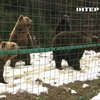 На Закарпатті бурі ведмеді не впали у зимову сплячку