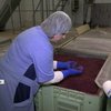 Переробка сільгосппродукції: як держава допомагає підприємствам розвиватися 