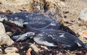 У окупованому Криму через війну сталося екологічне лихо: гинуть дельфіни та птахи (фото, відео)