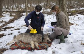 Чорнобильські вовки виробили імунітет до раку - вчені