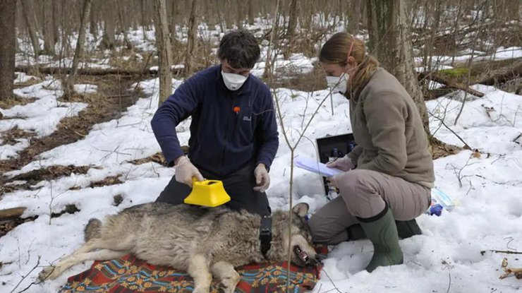 Вчені вимірюють рівень радіації у вовка