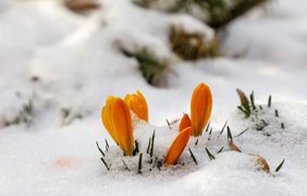 Погода в Україні 1 березня: що обіцяють синоптики в перший день весни 