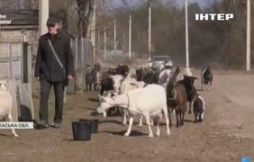 На Черкащині переселенці організували козину мініферму