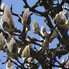 Рання весна на Закарпатті: коли почнуть квітнути сакури