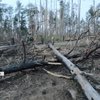 На Сумщині триває розмінування лісів