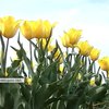 На Буковині розквітло найбільше тюльпанове поле