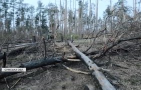 На Сумщині триває розмінування лісів