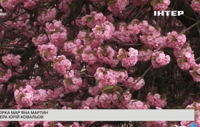 В Ужгороді у розпалі цвітіння сакур