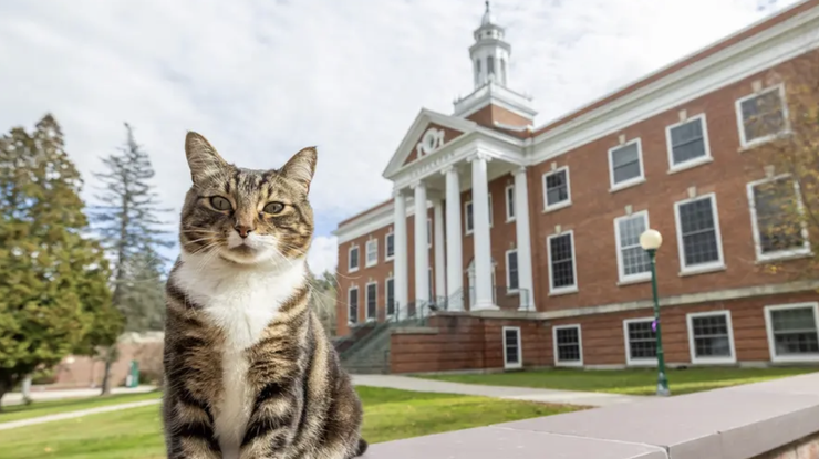 Кіт Макс Доу, який отримав почесний докторський ступінь Facebook / Vermont State University