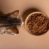 Топ-5 сухих кормів для котів, які заслуговують на вашу увагу