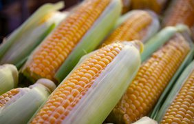 Посівна одиниця насіння: що це, і скільки вона становить для кукурудзи?