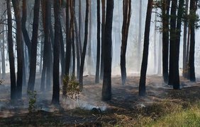 Через обстріли лісові пожежі охопили Ізюмський та Чугуївський райони Харківщини - Синєгубов (відео)