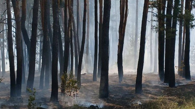 Харківщину охопили лісові пожежі