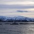Балтійський оселедець може зникнути через норвезького лосося - Bloomberg