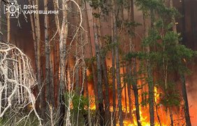На Харківщині палають майже 4 тисячі гектарів лісу