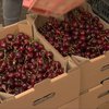 На Запоріжжі стартував збір черешні: скільки коштує ягода