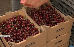 На Запоріжжі стартував збір черешні: скільки коштує ягода