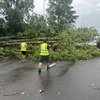 Потужна злива у Львові повалила 100 дерев (відео)