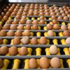 ЄС повертає мита на український овес, яйця і цукор: як зміняться ціни в Україні (відео)