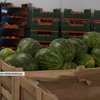На Івано-Франківщині стартував сезон кавунів: чи безпечні ягоди