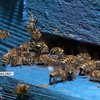 На Вінниччині бджолярам компенсують витрати у вигляді дотацій 