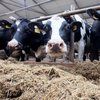 Власникам худоби виділили субсидію: у Мінагрополітики розповіли, як отримати гроші (відео)