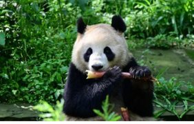 Китай вперше за 20 років відправив до США двох панд
