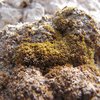 Вчені знайшли мох, який здатний вижити на Марсі