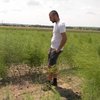 На Івано-Франківщині вирощують спаржу в промислових масштабах