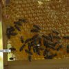 На ложку меду бджола працює все життя: які особливості бджільництва