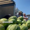 Закарпатські кавуни вже прямують до різних регіонів країни