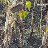 На Миколаївщині стартували жнива соняшника