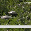 На Львівщині брати вирощують баштанні культури