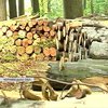 Ціна на дрова: на Буковині запасаються твердим паливом