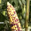 Кукурудза "Вишиванка": як селекціонер виводить унікальні сорти