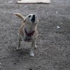 У Стамбулі бродячий собака приніс своє вмираюче цуценя до ветеринара - відео