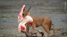 Переможці Wildlife Photographer of the Year-2025