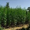 "єКоноплі": для чого Україна запустила новий електронний сервіс