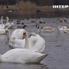 Стали зірками соцмереж: як лебеді зимували у Вінниці