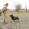 Чотирилапі на службі: як тренують собак для Нацгвардії